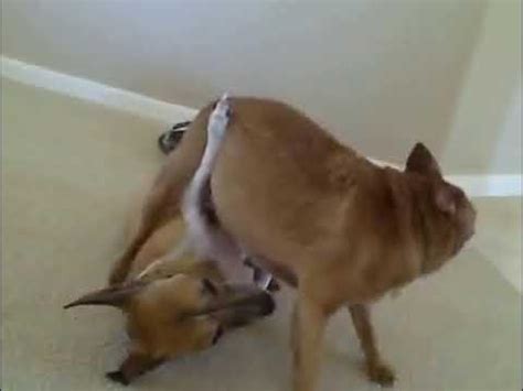 dog fucks woman|Mature screams in missionary with dog fucking her hard